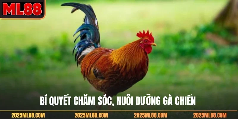 Bí quyết chăm sóc, nuôi dưỡng gà chiến