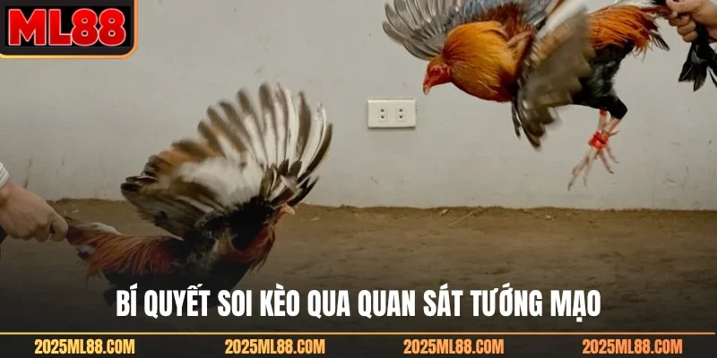Bí quyết soi kèo qua quan sát tướng mạo