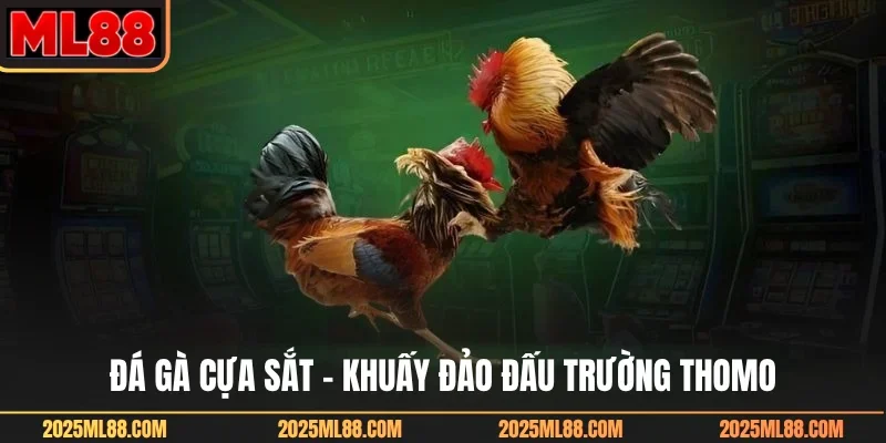 Đá gà cựa sắt