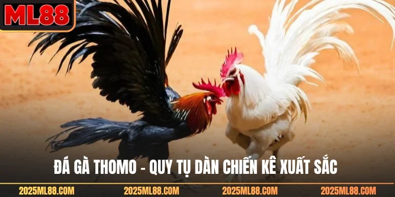 Đá gà Thomo