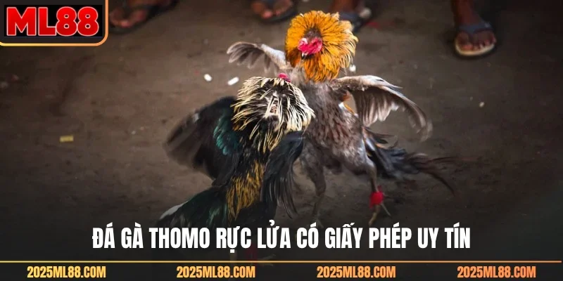 Đá gà Thomo rực lửa có giấy phép uy tín