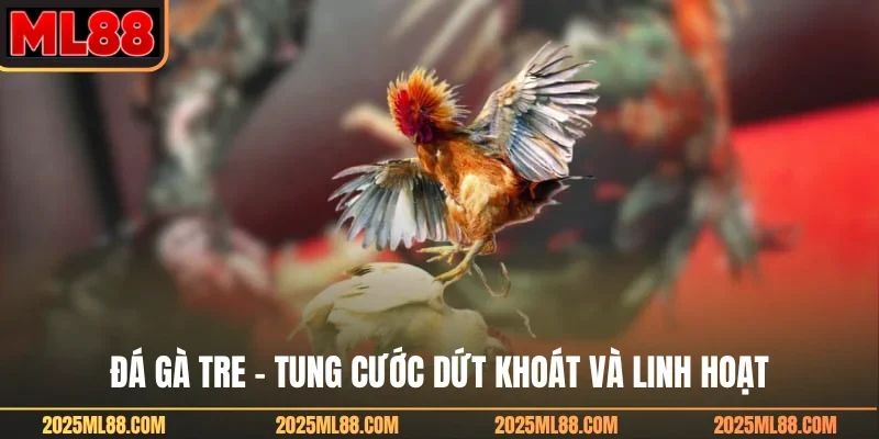 Đá gà tre