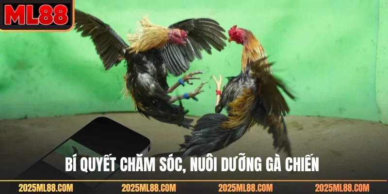Đá gà tre cựa dao đầy kịch tính
