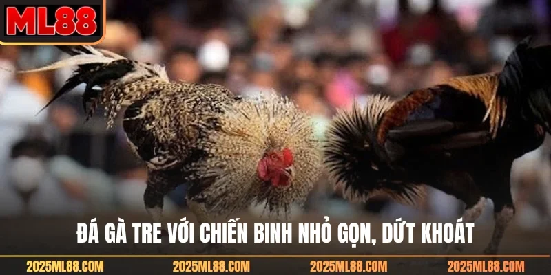 Đá gà tre với chiến binh nhỏ gọn, dứt khoát