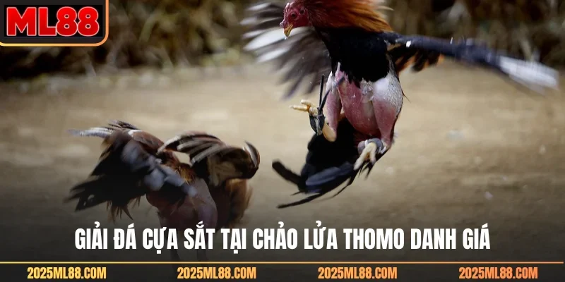 Giải đá cựa sắt tại chảo lửa Thomo danh giá