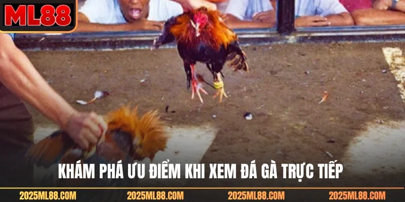 Khám phá ưu điểm khi xem đá gà trực tiếp