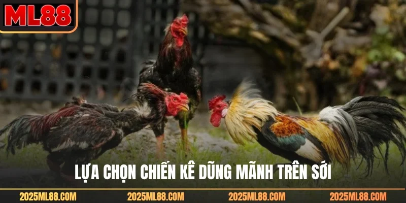 Lựa chọn chiến kê dũng mãnh trên sới
