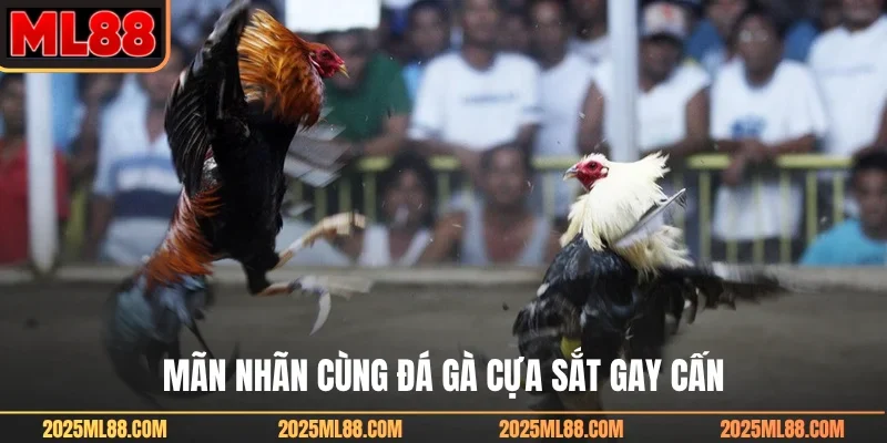 Mãn nhãn cùng đá gà cựa sắt gay cấn
