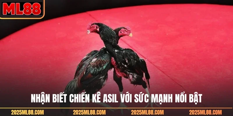 Nhận biết chiến kê Asil với sức mạnh nổi bật