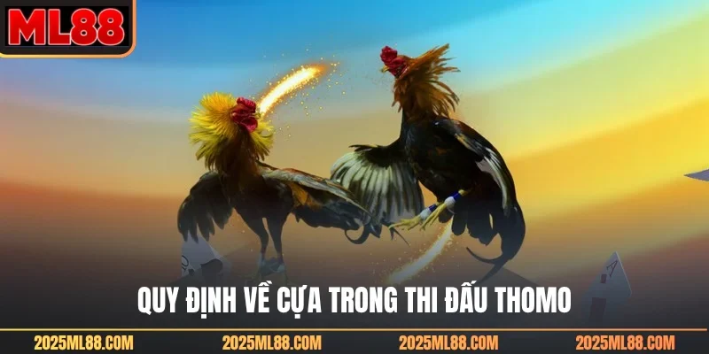 Quy định về cựa trong thi đấu Thomo