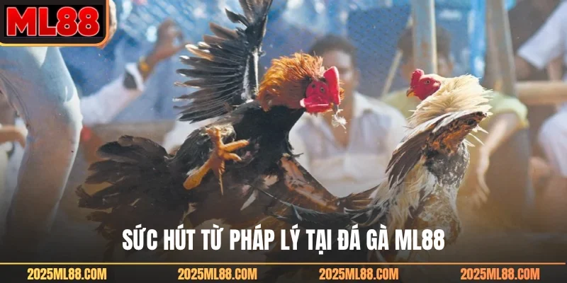 Sức hút từ pháp lý tại đá gà ML88
