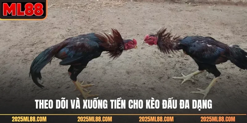 Theo dõi và xuống tiền cho kèo đấu đa dạng