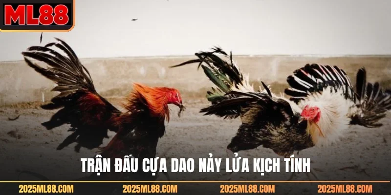 Trận đấu cựa dao nảy lửa kịch tính