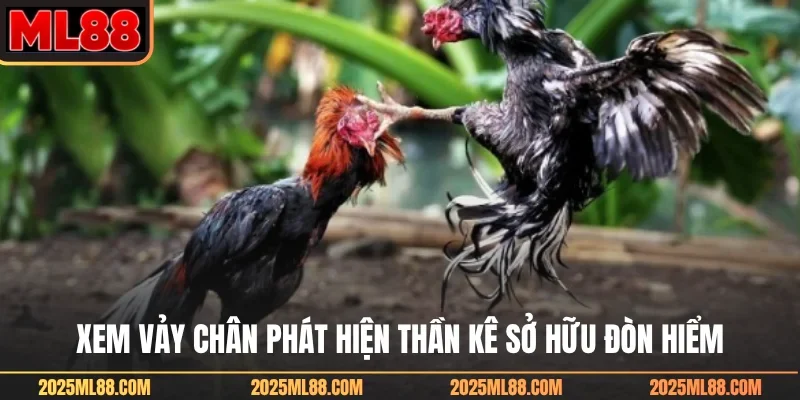 Xem vảy chân phát hiện thần kê sở hữu đòn hiểm